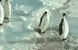 penguins.gif (454674 bytes)