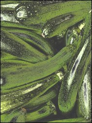 zucchini.jpg (18818 bytes)